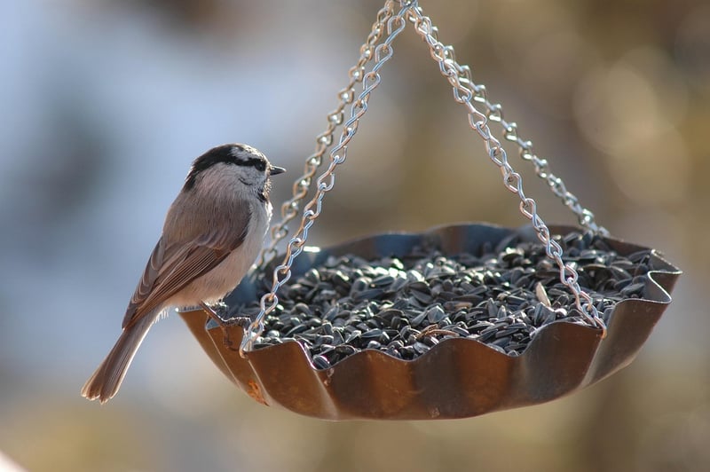 Plastic Bottle Bird Feeder